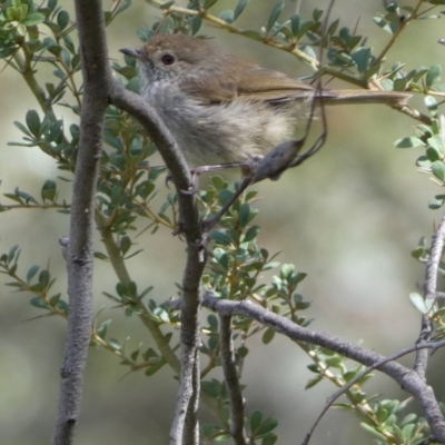 Acanthiza pusilla (Brown Thornbill) at Karabar, NSW - 14 Nov 2021 by Steve_Bok