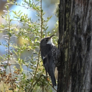 Cormobates leucophaea at Karabar, NSW - 14 Nov 2021