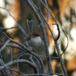 Malurus cyaneus at Jerrabomberra, NSW - 31 Oct 2021