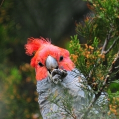 Callocephalon fimbriatum (Gang-gang Cockatoo) - 1 Jan 1900 by Harrisi