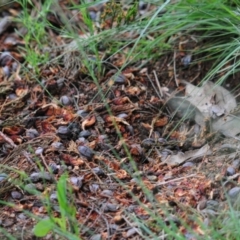 Callocephalon fimbriatum at Tennent, ACT - suppressed