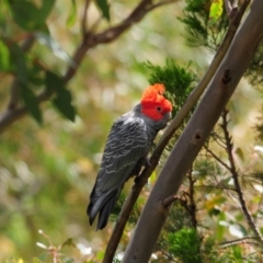 Callocephalon fimbriatum at Tennent, ACT - suppressed