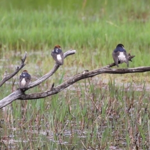 Petrochelidon nigricans at Fyshwick, ACT - 15 Nov 2021