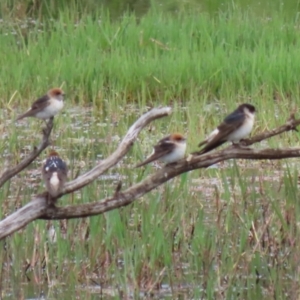 Petrochelidon nigricans at Fyshwick, ACT - 15 Nov 2021