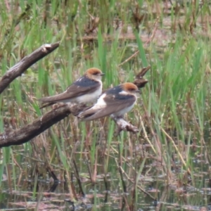 Petrochelidon ariel at Fyshwick, ACT - 15 Nov 2021 12:27 PM