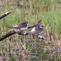 Petrochelidon ariel at Fyshwick, ACT - 15 Nov 2021