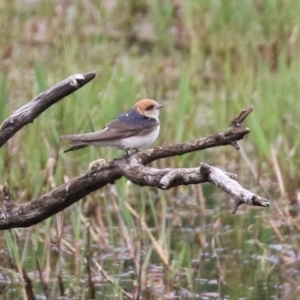 Petrochelidon ariel at Fyshwick, ACT - 15 Nov 2021