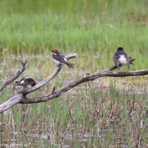 Petrochelidon ariel at Fyshwick, ACT - 15 Nov 2021