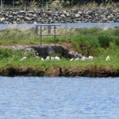 Bubulcus coromandus (Eastern Cattle Egret) at Fyshwick Sewerage Treatment Plant - 15 Nov 2021 by RodDeb