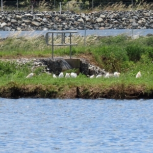 Bubulcus coromandus at Fyshwick, ACT - 15 Nov 2021