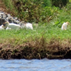 Bubulcus coromandus at Fyshwick, ACT - 15 Nov 2021