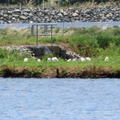 Bubulcus coromandus at Fyshwick, ACT - 15 Nov 2021