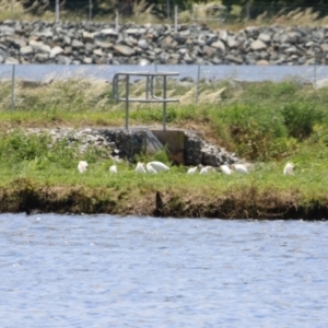 Bubulcus coromandus at Fyshwick, ACT - 15 Nov 2021