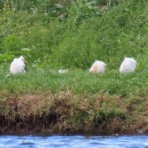 Bubulcus coromandus at Fyshwick, ACT - 15 Nov 2021