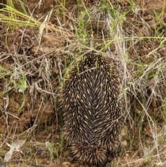 Tachyglossus aculeatus (Short-beaked Echidna) at West Wodonga, VIC - 15 Nov 2021 by ChrisAllen