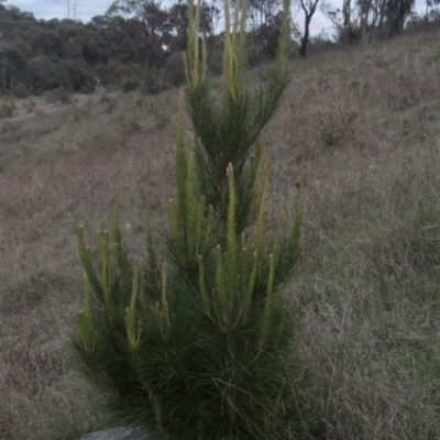 Pinus radiata (Monterey or Radiata Pine) at Conder, ACT - 11 Oct 2021 by MichaelBedingfield