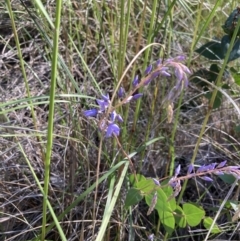 Veronica perfoliata (Digger's Speedwell) at Acton, ACT - 15 Nov 2021 by Jenny54