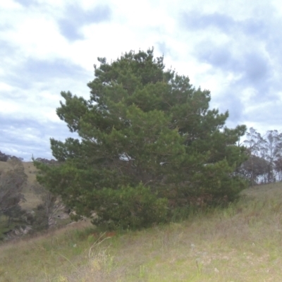 Pinus radiata (Monterey or Radiata Pine) at Conder, ACT - 11 Oct 2021 by MichaelBedingfield