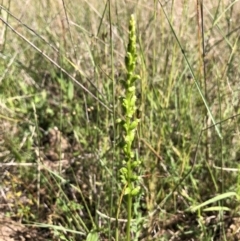 Microtis sp. (Onion Orchid) at Holt, ACT - 16 Nov 2021 by JasonC