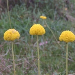 Craspedia variabilis at Conder, ACT - suppressed