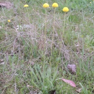 Craspedia variabilis at Conder, ACT - suppressed