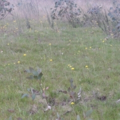 Craspedia variabilis at Conder, ACT - suppressed