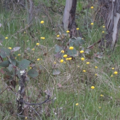 Craspedia variabilis (Common Billy Buttons) at Conder, ACT - 11 Oct 2021 by michaelb