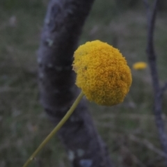 Craspedia variabilis (Common Billy Buttons) at Conder, ACT - 11 Oct 2021 by michaelb