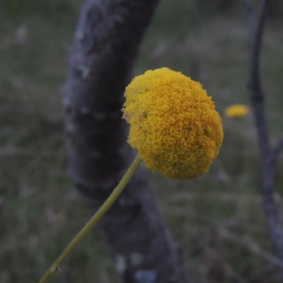 Craspedia variabilis (Common Billy Buttons) - 1 Jan 1900 by MichaelBedingfield