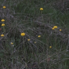 Craspedia variabilis at Conder, ACT - 11 Oct 2021