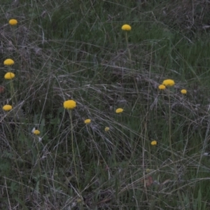 Craspedia variabilis at Conder, ACT - 11 Oct 2021