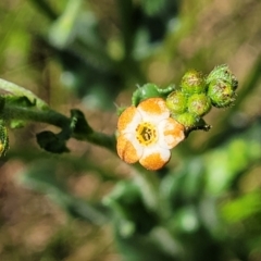 Hackelia suaveolens at Mitchell, ACT - 16 Nov 2021