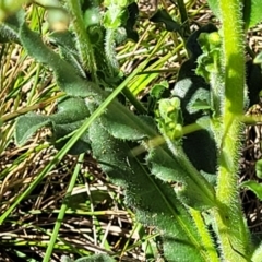 Hackelia suaveolens at Mitchell, ACT - 16 Nov 2021 10:34 AM