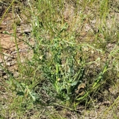 Hackelia suaveolens at Mitchell, ACT - 16 Nov 2021 10:34 AM