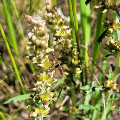Gamochaeta impatiens (A cudweed) at Crace Grasslands - 16 Nov 2021 by trevorpreston