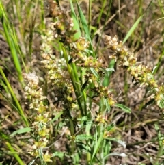 Gamochaeta impatiens at Crace Grasslands - 16 Nov 2021 10:34 AM