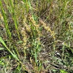 Gamochaeta impatiens at Crace Grasslands - 16 Nov 2021