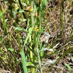 Gamochaeta impatiens at Crace Grasslands - 16 Nov 2021