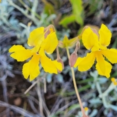 Goodenia paradoxa (Spur Goodenia) at Crace Grasslands - 16 Nov 2021 by trevorpreston