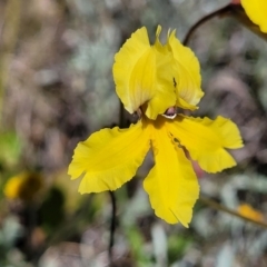 Velleia paradoxa at Mitchell, ACT - 16 Nov 2021