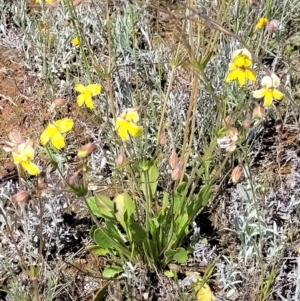 Velleia paradoxa at Mitchell, ACT - 16 Nov 2021