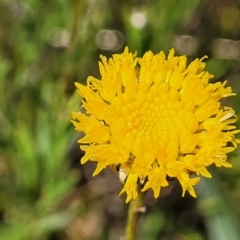 Rutidosis leptorhynchoides (Button Wrinklewort) at Mitchell, ACT - 15 Nov 2021 by tpreston