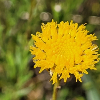 Rutidosis leptorhynchoides (Button Wrinklewort) at Crace Grasslands - 16 Nov 2021 by trevorpreston