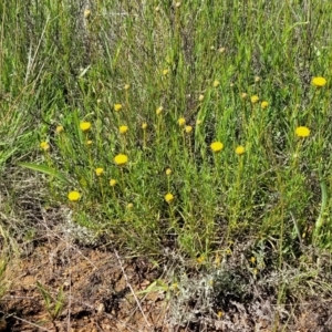 Rutidosis leptorhynchoides at Mitchell, ACT - 16 Nov 2021