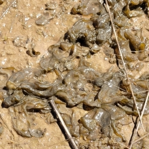 Nostoc sp. (genus) at Mitchell, ACT - 16 Nov 2021