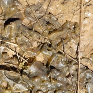 Nostoc sp. (genus) at Mitchell, ACT - 16 Nov 2021