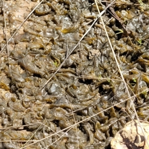 Nostoc sp. (genus) at Mitchell, ACT - 16 Nov 2021