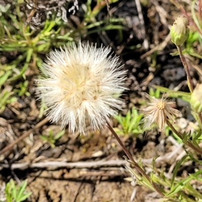 Vittadinia muelleri (Narrow-leafed New Holland Daisy) at Crace Grasslands - 16 Nov 2021 by trevorpreston