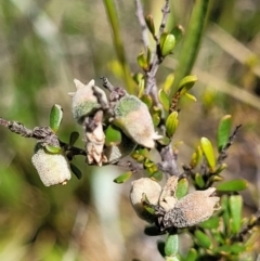 Cryptandra amara (Bitter Cryptandra) at Crace Grasslands - 16 Nov 2021 by trevorpreston