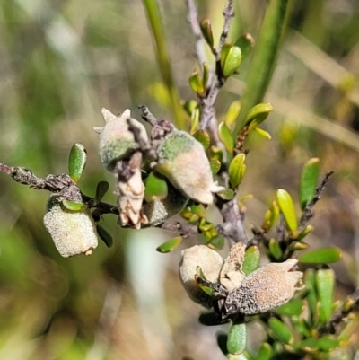 Cryptandra amara (Bitter Cryptandra) at Crace Grasslands - 16 Nov 2021 by trevorpreston